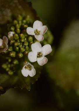 Diplotaxis flower macro