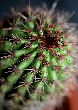 Cactus close up background