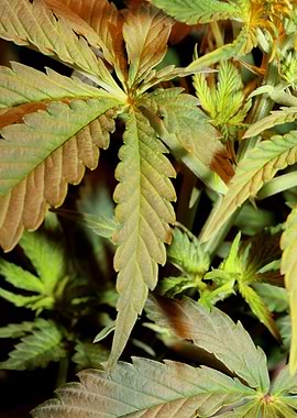 Cannabis sativa background