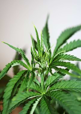 Cannabis indica background