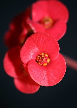 Euphorbia milii close up