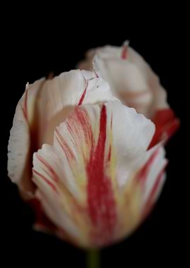 Tulipa flower background