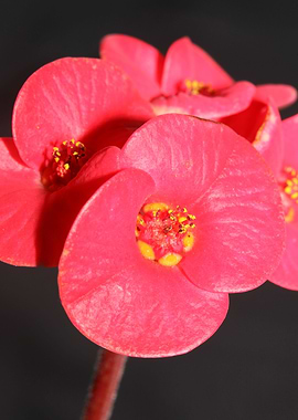 Euphorbia flower close up