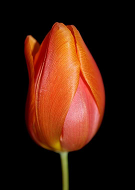 Tulip flower close up