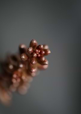 Sedum rubens Crassulaceae