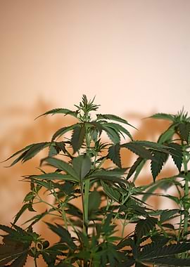 Cannabis indica background