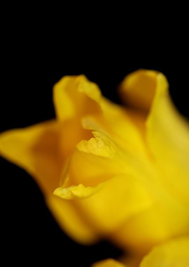 Tulipa flower background