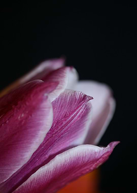 Tulip blossoming close up