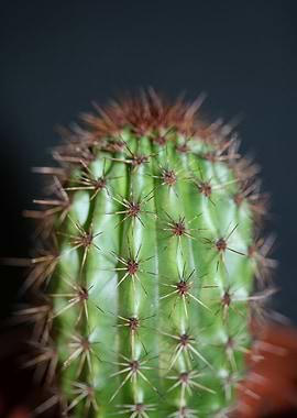 Stenocereus thurberi macro