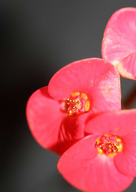 Euphorbia flower close up