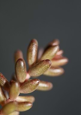 Sedum flower Crassulaceae