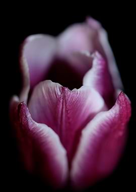 Tulip flower background