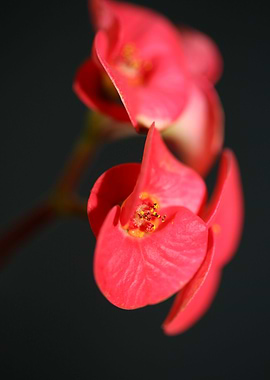 Euphorbia milii flowering