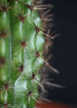 Cactus close up background