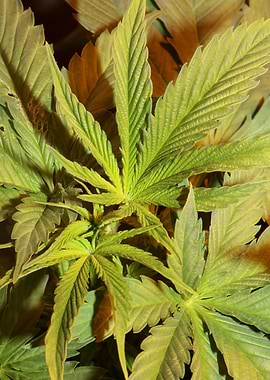 Cannabis sativa background