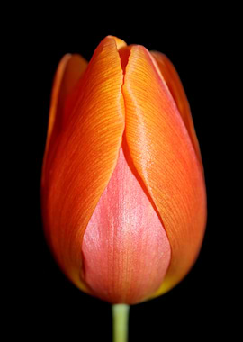 Tulipa flower metal poster