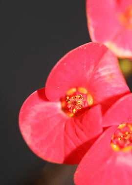 Euphorbia milii close up