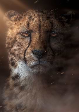 CHeetah wild face poster