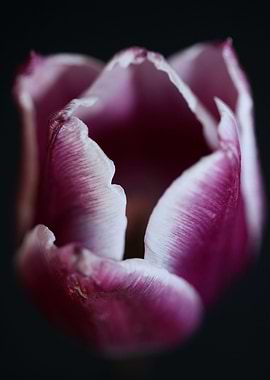 Tulip flower background