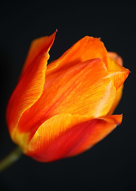 Tulip flower background