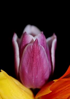 Tulipa flower liliaceae