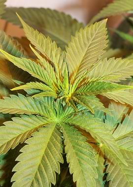 Cannabis sativa background