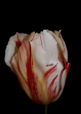 Tulip flower close up