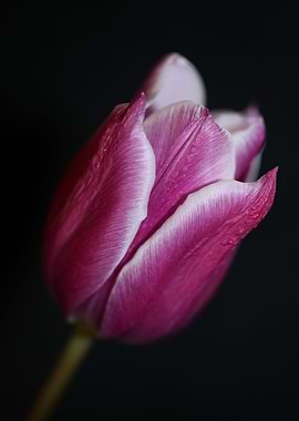 Tulip blossoming close up