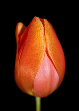 Tulipa flower background