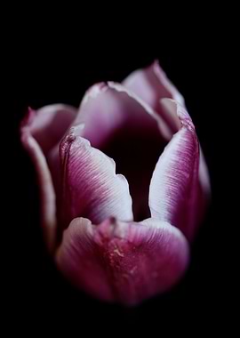 Tulipa flower metal poster