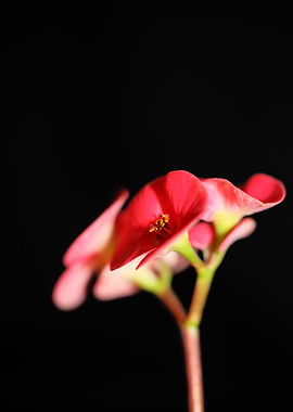 Euphorbia milii flowering