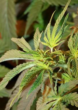 Cannabis sativa background