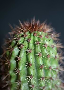 Stenocereus thurberi macro