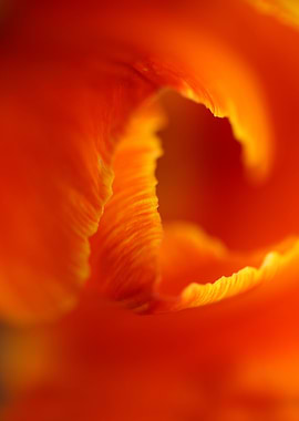 Tulip blossoming close up