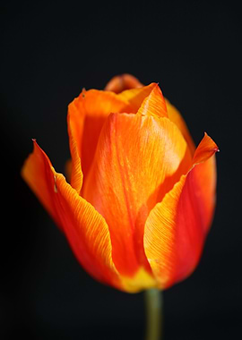 Tulipa flower liliaceae