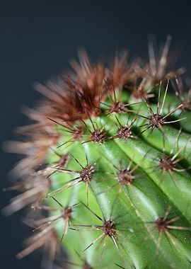 Cactus close up background