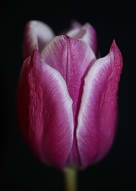 Tulip blossoming close up