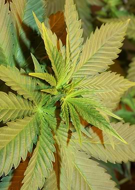 Cannabis sativa background