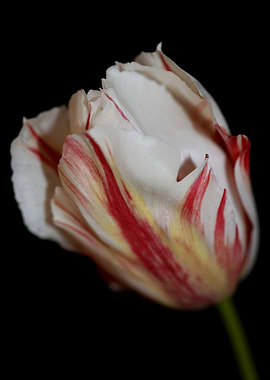 Tulipa flower metal poster