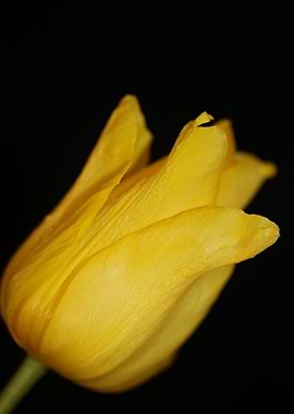 Tulipa flower liliaceae