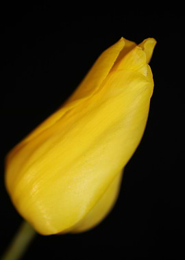 Tulip flower background