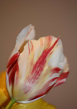 Tulipa blossom close up