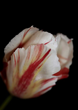 Tulipa flower background