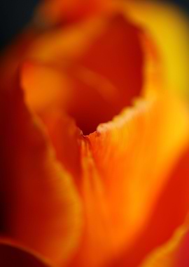 Tulipa flower background