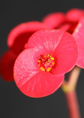 Euphorbia flower close up