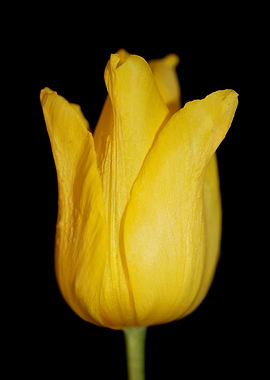 Tulip flower close up