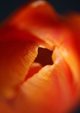 Tulipa flower liliaceae