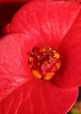 Euphorbia flower close up