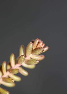 Sedum rubens Crassulaceae