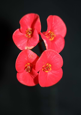 Euphorbia milii flowering